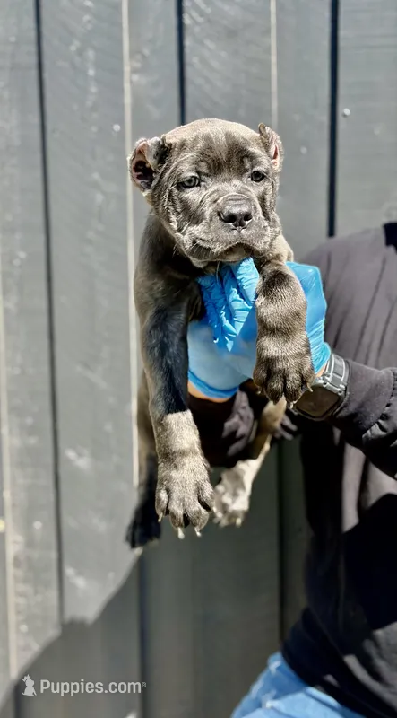 Athena – Cane Corso puppy for sale in Bakersfield, CA