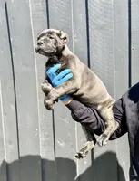Athena, a female Cane Corso for sale in Bakersfield, CA – Photo 2 of 2
