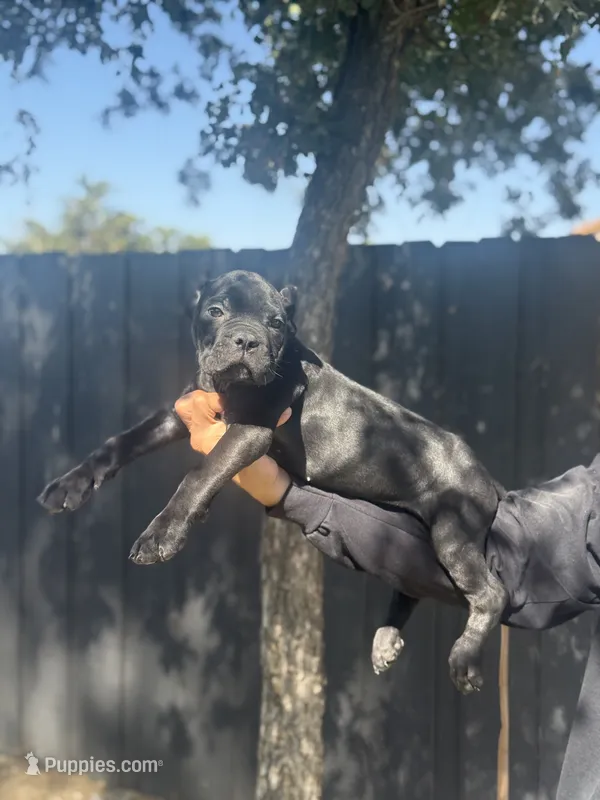 Reina – Cane Corso puppy for sale in Bakersfield, CA