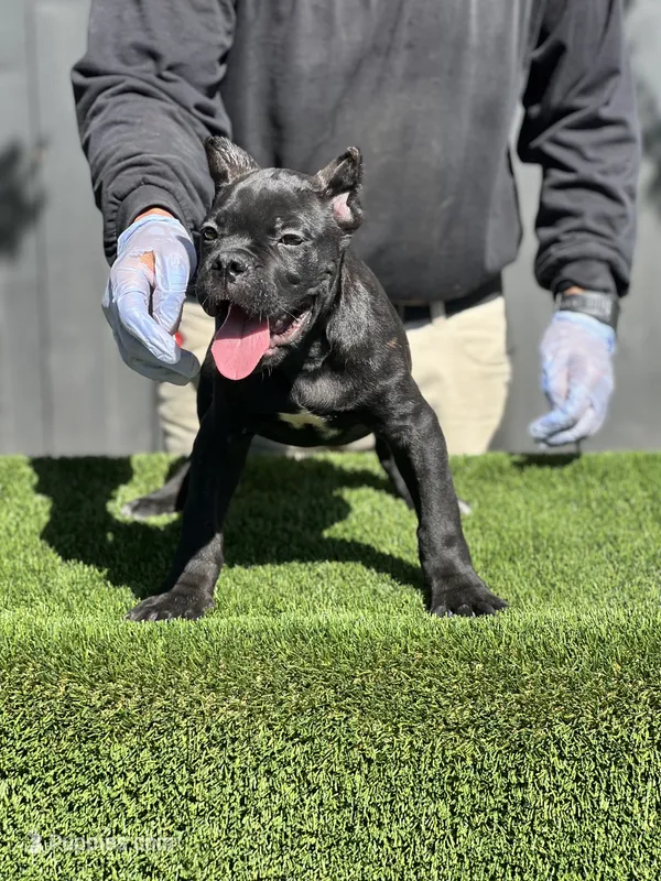 Bruno – Cane Corso puppy for sale in Bakersfield, CA