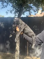 Nova, a female Cane Corso for sale in Bakersfield, CA – 4 of 4