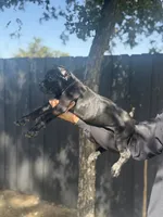 Reina, a female Cane Corso for sale in Bakersfield, CA – 4 of 4
