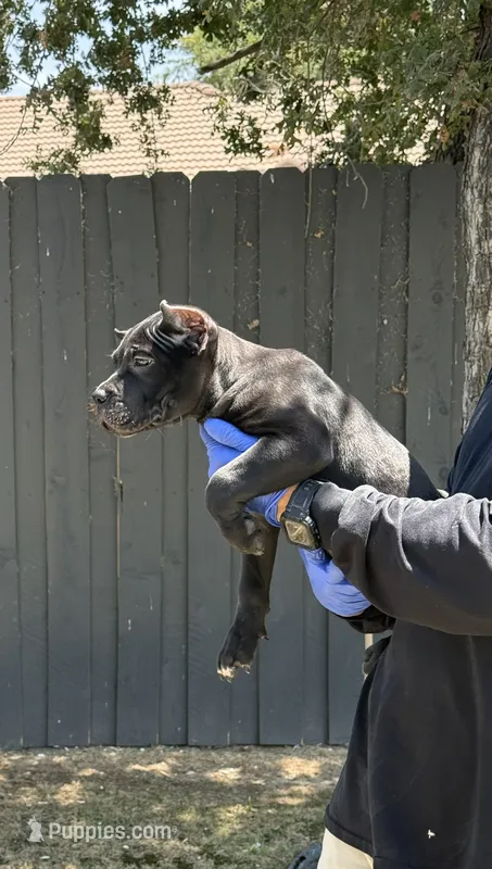 Roman – Cane Corso puppy for sale in Bakersfield, CA