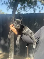 Bruno, a male Cane Corso for sale in Bakersfield, CA – 2 of 2