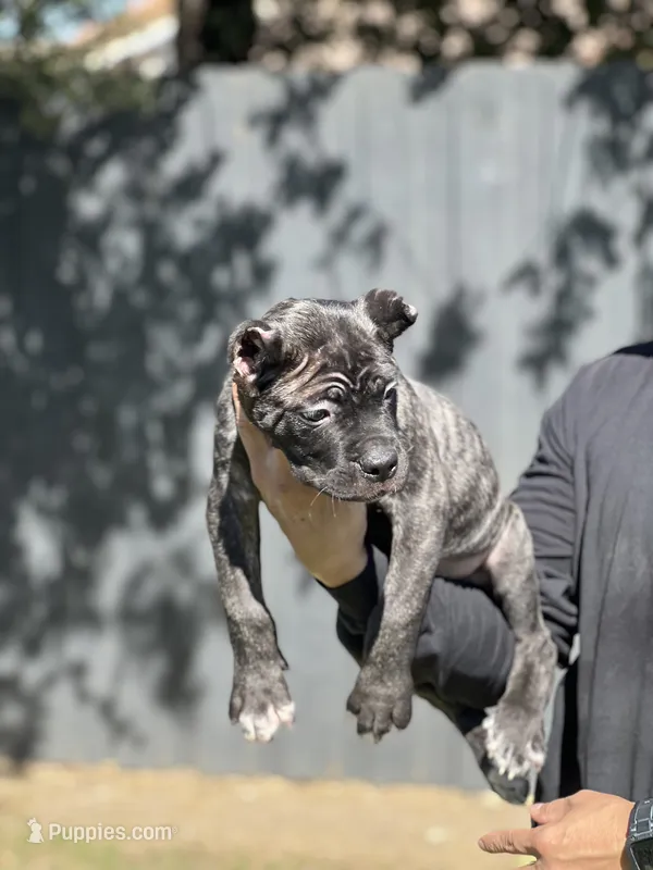 Enzo – Cane Corso puppy for sale in Bakersfield, CA