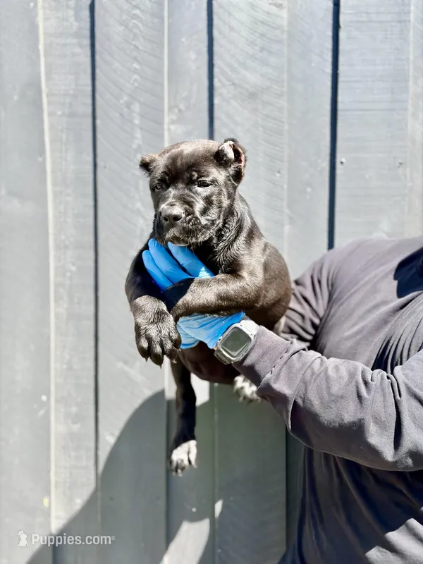 Raven  – Cane Corso puppy for sale in Bakersfield, CA