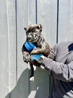 Raven , a female Cane Corso for sale in Bakersfield, CA – Photo 1 of 2
