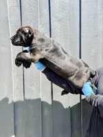 Raven , a female Cane Corso for sale in Bakersfield, CA – Photo 2 of 2