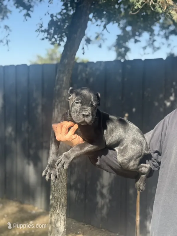 Roman – Cane Corso puppy for sale in Bakersfield, CA