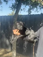 Roman, a male Cane Corso for sale in Bakersfield, CA – 1 of 2