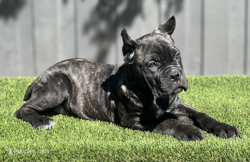 Nova – Cane Corso puppy for sale in Bakersfield, CA