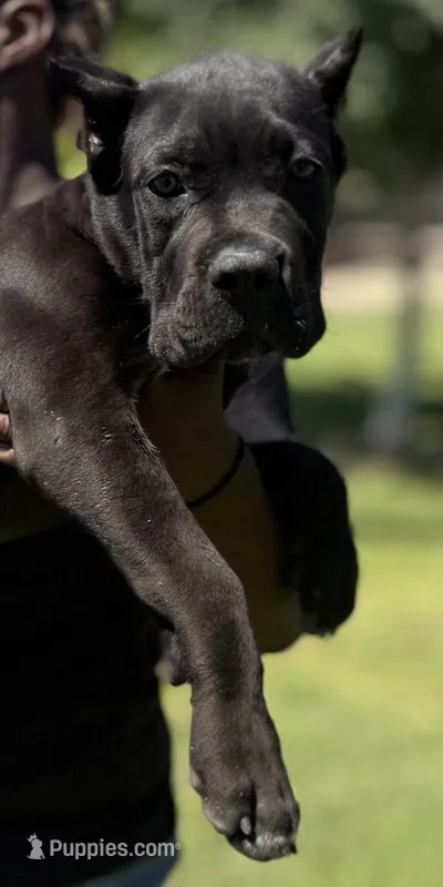 Bruno – Cane Corso puppy for sale in Bakersfield, CA