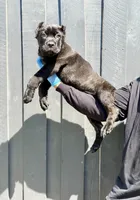 Rocky, a male Cane Corso for sale in Bakersfield, CA – Photo 2 of 2