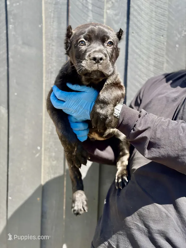 Rocky – Cane Corso puppy for sale in Bakersfield, CA