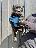 Rocky, a male Cane Corso for sale in Bakersfield, CA – Photo 1 of 2