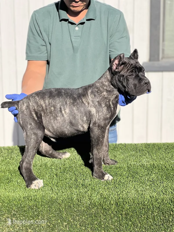 Enzo – Cane Corso puppy for sale in Bakersfield, CA