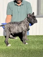 Enzo, a male Cane Corso for sale in Bakersfield, CA – 1 of 3