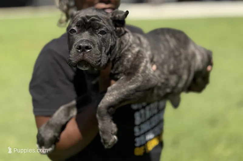 Enzo – Cane Corso puppy for sale in Bakersfield, CA