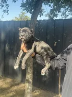 Enzo, a male Cane Corso for sale in Bakersfield, CA – 3 of 3
