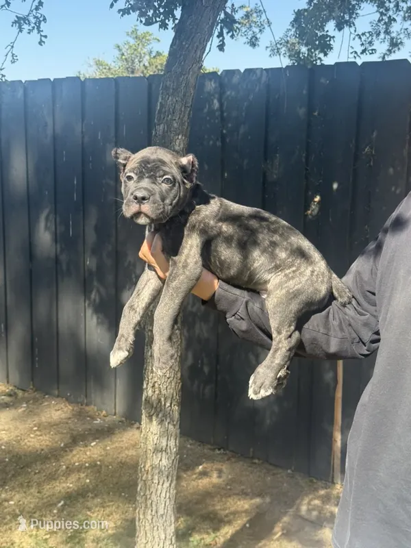 Enzo – Cane Corso puppy for sale in Bakersfield, CA