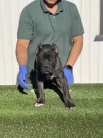 Enzo, a male Cane Corso for sale in Bakersfield, CA – 2 of 3