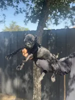 Reina, a female Cane Corso for sale in Bakersfield, CA – 3 of 4