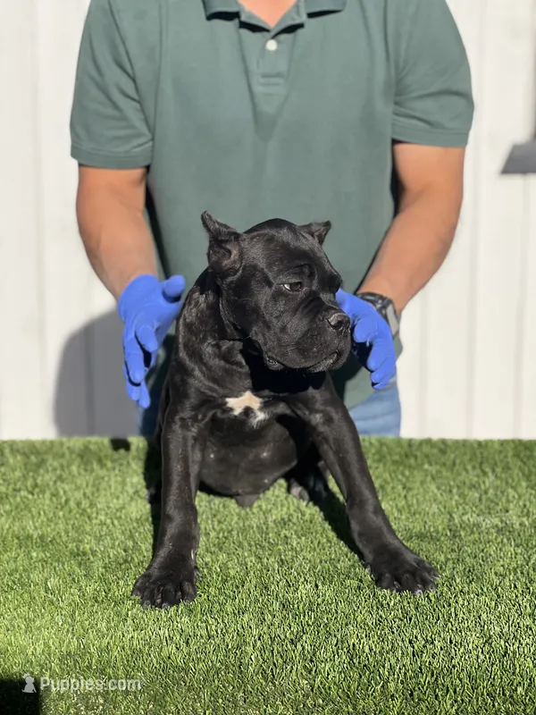Ollie – Cane Corso puppy for sale in Bakersfield, CA