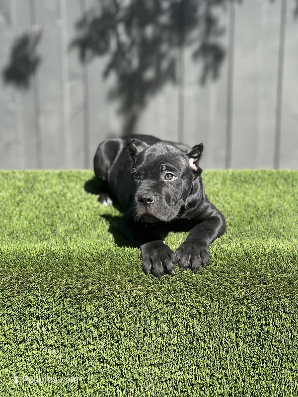 Roman – Cane Corso puppy for sale in Bakersfield, CA