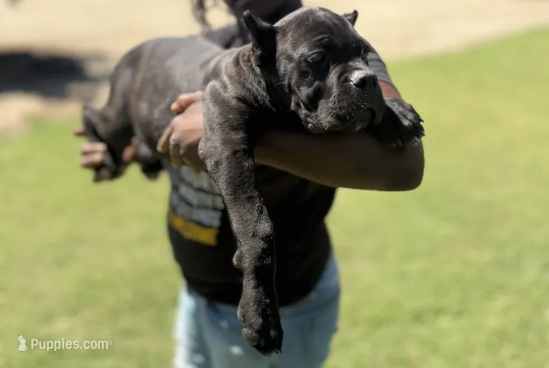 Ollie – Cane Corso puppy for sale in Bakersfield, CA