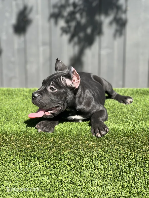 Ollie – Cane Corso puppy for sale in Bakersfield, CA