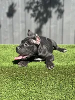 Ollie, a male Cane Corso for sale in Bakersfield, CA – 1 of 5