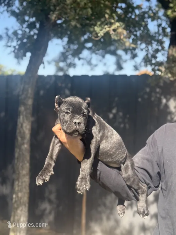 Bruno – Cane Corso puppy for sale in Bakersfield, CA