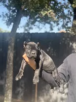 Bruno, a male Cane Corso for sale in Bakersfield, CA – 1 of 2