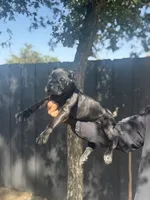Reina, a female Cane Corso for sale in Bakersfield, CA – 2 of 4