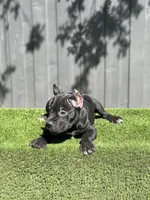 Ollie, a male Cane Corso for sale in Bakersfield, CA – 4 of 5