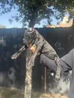 Nova, a female Cane Corso for sale in Bakersfield, CA – 2 of 4