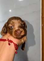 Zara (AKC), a female Miniature Dachshund for sale in Moreno Valley, CA – 7 of 7