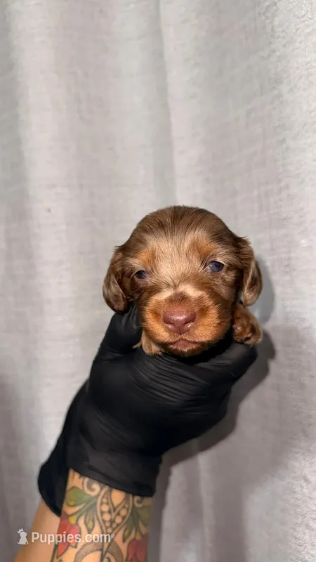 Zara (AKC) – Miniature Dachshund puppy for sale in Moreno Valley, CA