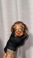 Zara (AKC), a female Miniature Dachshund for sale in Moreno Valley, CA – 1 of 7