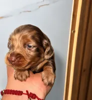 Zara (AKC), a female Miniature Dachshund for sale in Moreno Valley, CA – 3 of 7