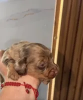Zara (AKC), a female Miniature Dachshund for sale in Moreno Valley, CA – 5 of 7