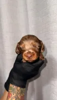 Zara (AKC), a female Miniature Dachshund for sale in Moreno Valley, CA – 2 of 7