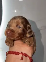 Zara (AKC), a female Miniature Dachshund for sale in Moreno Valley, CA – 4 of 7