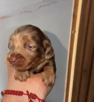 Zara (AKC), a female Miniature Dachshund for sale in Moreno Valley, CA – 6 of 7