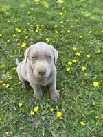 Tucker, a male Labrador Retriever for sale in Post Falls, ID – Photo 2 of 4