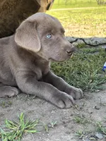 Tucker, a male Labrador Retriever for sale in Post Falls, ID – Photo 3 of 4