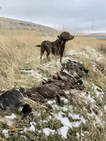 Ella , a female Labrador Retriever for sale in Post Falls, ID – Photo 6 of 7