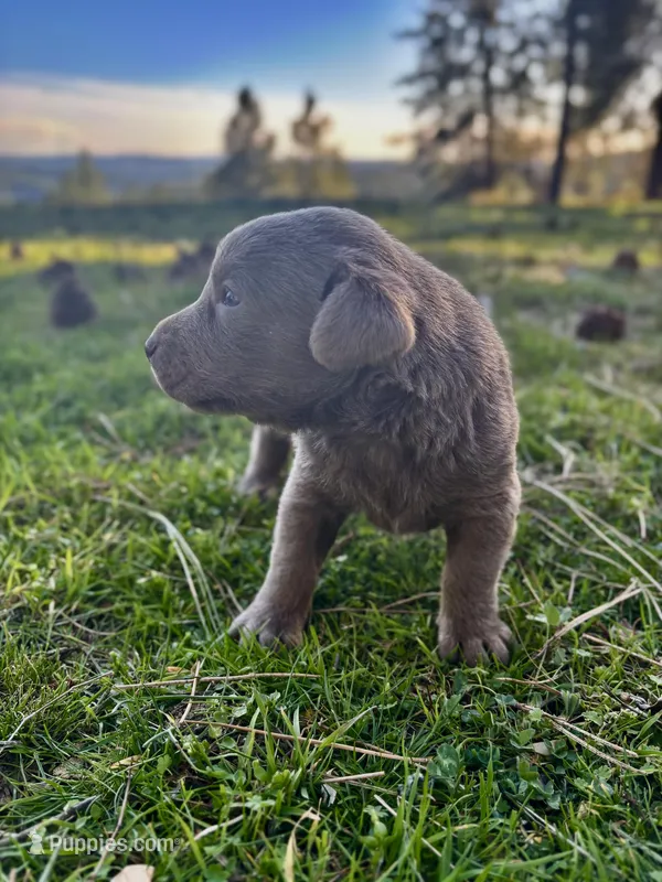 Ella  – Labrador Retriever puppy for sale in Post Falls, ID