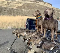 Ella , a female Labrador Retriever for sale in Post Falls, ID – Photo 4 of 7