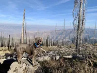 Ella , a female Labrador Retriever for sale in Post Falls, ID – Photo 5 of 7